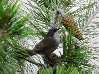 2015.02.07 Sardinian Warbler.JPG