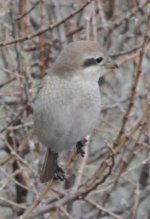 Shrike - Nafplio.jpg