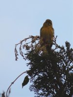 2015.02.07 Serin.jpg