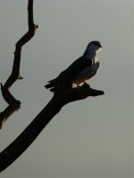 2015.02.25 Black-winged Kite 3.jpg