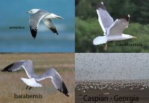 Gull---flight-montage.jpg