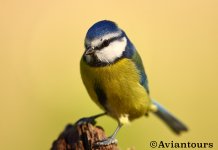 Blue-Tit-2-WM.JPG