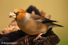 Hawfinch-WM.JPG