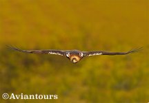 Spanish-Imperial-Eagle-flight.jpg