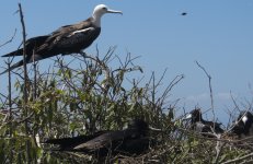 Isla de la Plata bird.jpg
