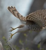 Tail Feathers.jpg