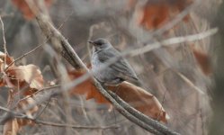 Black-throated Thrush.jpg