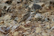 Eurasian Skylark.jpg