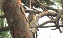 IMG_1171 Red-breasted Flycatcher @ Tai O.JPG