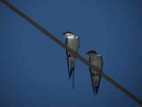Wire Tailed Swallow.jpg