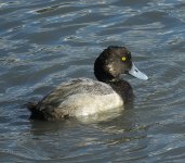 141229_MLKJRS_GreaterScaup_male_nonbreeding_001.jpg