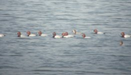 Common Pochard.jpg