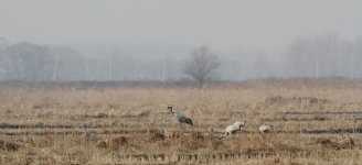 Common Crane.jpg