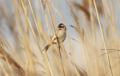 Japanese Reed bunting.jpg