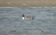 Northern Pintail.jpg