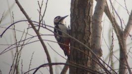 Great-spotted Woodpecker smaller1.jpg
