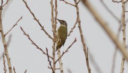 Grey-headed Woodpecker smaller 2.jpg