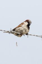 DSC00033-Edit-house-sparrow-poo.jpg