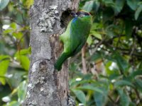 Golden-throated Barbet.jpg