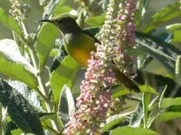 Fire-tailed Sunbird 2.jpg