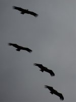 2015.02.10 Griffon Vultures.jpg