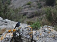 2015.02.10 Blue Rock Thrush.JPG