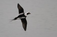 2015_02_14 (4)_Long-tailed_Duck (800x533).jpg