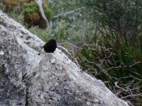 2015.02.10 Black Wheatear.JPG