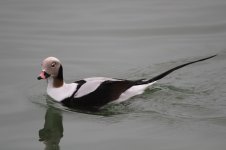 2015_02_14 (6)_Long-tailed_Duck (800x533).jpg