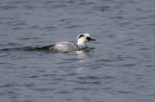 2015_02_14 (12)_Smew (800x533).jpg