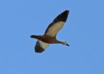 Duck ruddy shelduck (Tadorna ferruginea) 1 Mesa 15051415052014_LQ.jpg