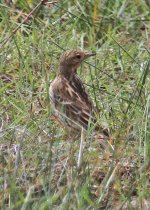 Pipit Red-throated Pipit (Anthus cervinus) Kalloni Salt Pans 030514_edited-103052014_LQ.jpg