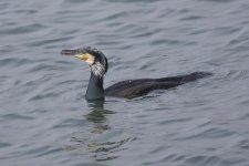 Cormorant  _G9A5208.JPG