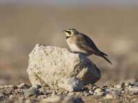 Shore Lark  _G9A5702.JPG