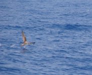 shearwater flying.JPG