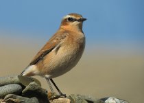 wheatear-9504.jpg