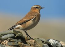 wheatear-9510.jpg