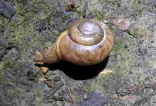 Primefocusl snail.jpg