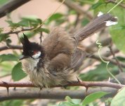 rw bulbul DSCF1829.jpg