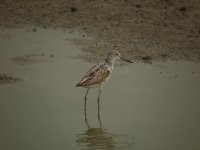 greenshank.origDSCF2057.jpg