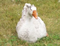 Snow Goose 1.jpg