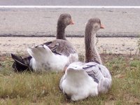 Snow Goose 2.jpg