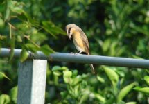 Brown Shrike HB.JPG