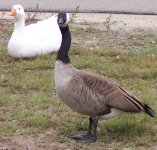 New Goose 1.jpg