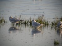 Med Gull Baltray Village 5.JPG