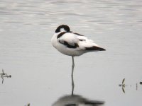 Avocet02.jpg