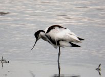 Avocet01.jpg