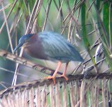 WHICHERON.jpg