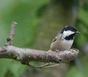 coal tit rhs.jpg