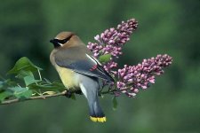 cedar waxwing.jpg